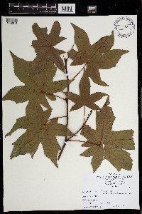 Liquidambar styraciflua image