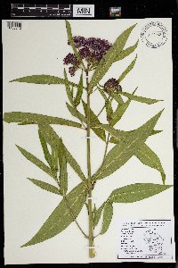 Asclepias incarnata image