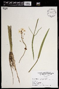 Sagittaria rigida image