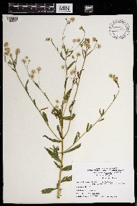 Erigeron annuus image