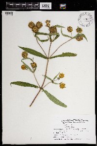 Bidens cernua image