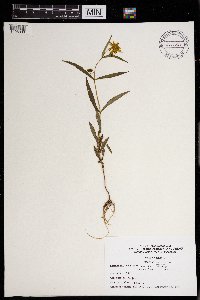 Bidens cernua image