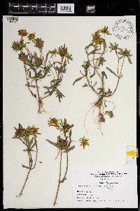 Bidens cernua image