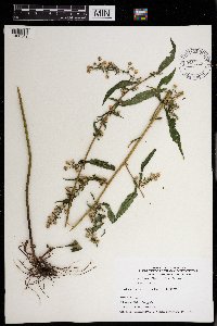 Symphyotrichum lateriflorum image