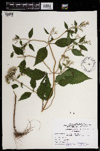 Ageratina altissima image