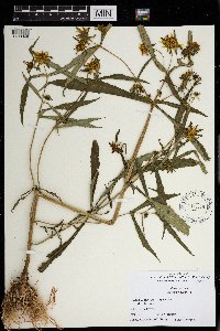 Bidens cernua image