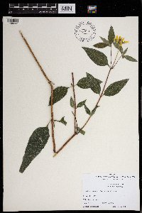 Helianthus tuberosus image