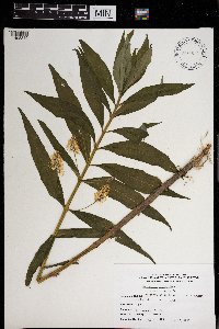 Lysimachia thyrsiflora image