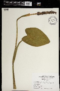 Pontederia cordata image