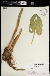 Pontederia cordata image