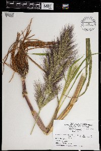 Echinochloa walteri image