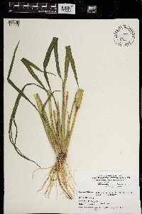 Echinochloa muricata image