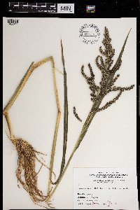 Echinochloa crus-galli image