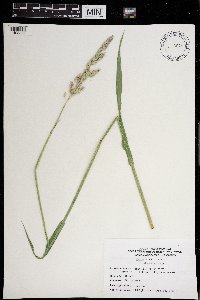 Phalaris arundinacea image