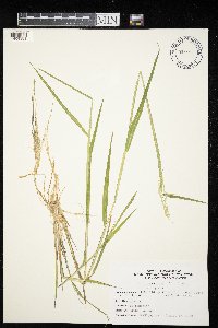 Leersia oryzoides image