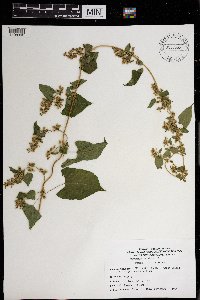 Fallopia scandens image