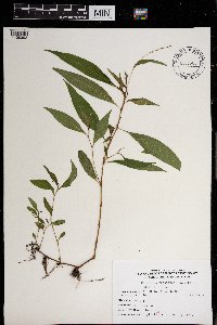 Persicaria punctata image