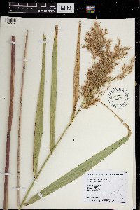 Phragmites australis subsp. americanus image