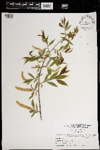 Salix nigra image