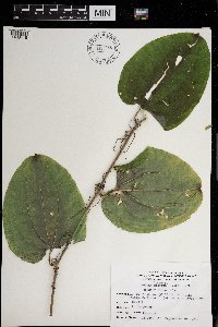 Smilax tamnoides image