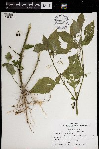 Solanum nigrum image