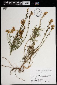 Linaria vulgaris image