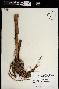 Sparganium eurycarpum image