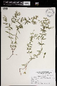 Galium obtusum image