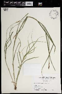 Carex sartwellii image