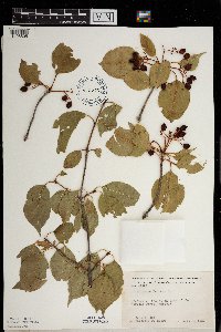 Viburnum lentago image