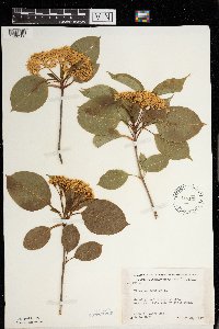 Viburnum lentago image