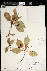 Viburnum lentago image