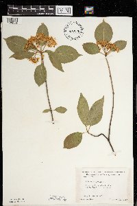 Viburnum lentago image