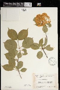 Viburnum lentago image