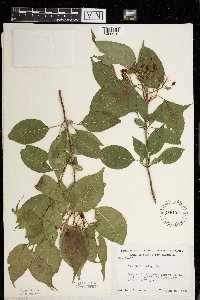 Viburnum lentago image