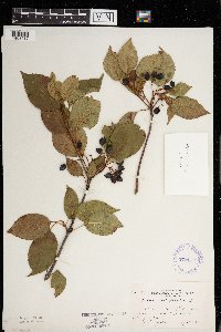 Viburnum lentago image