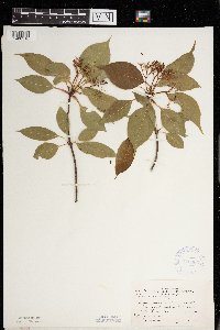 Viburnum lentago image