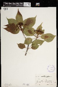 Viburnum lentago image