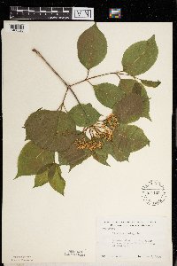 Viburnum lentago image