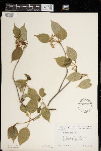 Viburnum lentago image