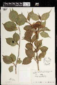 Viburnum lentago image