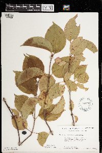 Viburnum lentago image