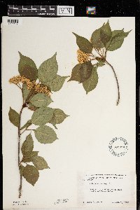 Viburnum lentago image