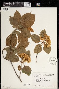 Viburnum lentago image