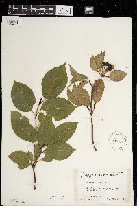 Viburnum lentago image