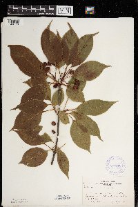 Viburnum lentago image