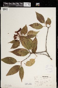 Viburnum lentago image