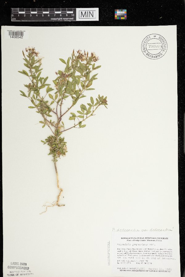 Polanisia dodecandra subsp. dodecandra image