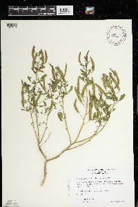 Polanisia dodecandra subsp. dodecandra image