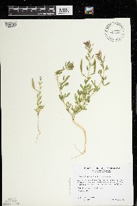 Polanisia dodecandra subsp. dodecandra image